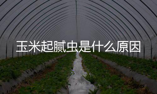 起腻虫是玉米原因什么