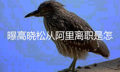 曝高晓松晓松 高职是怎么在阿职位回事从阿里离里是什么